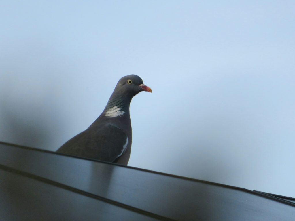 Zonnepanelen vogels